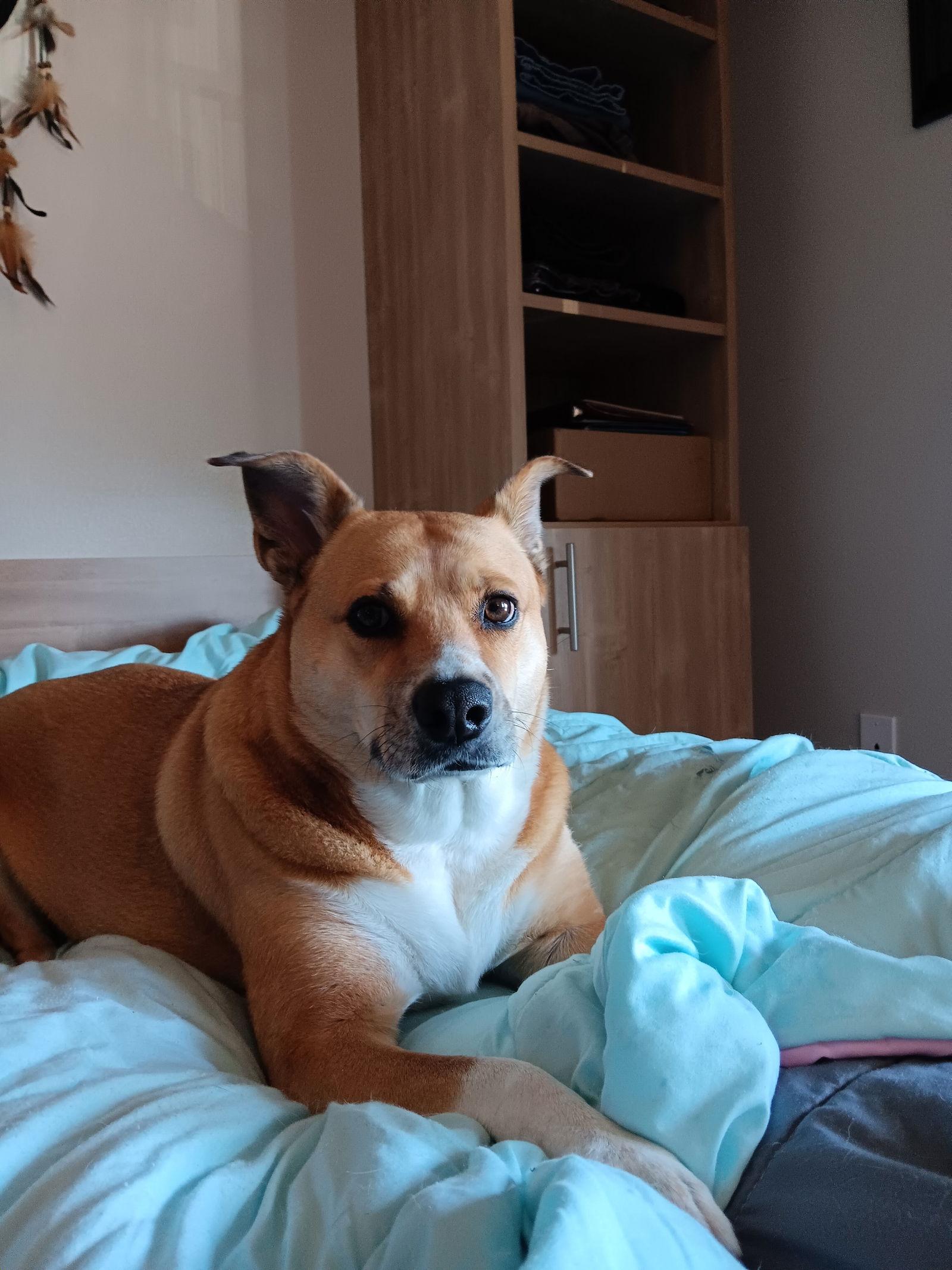 Nova, Adoptable, Adult Female Shepherd.