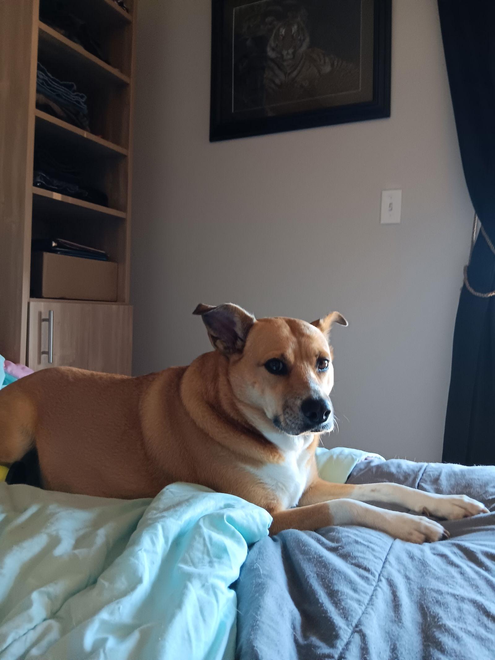 Nova, a Adoptable Shepherd image 2/2