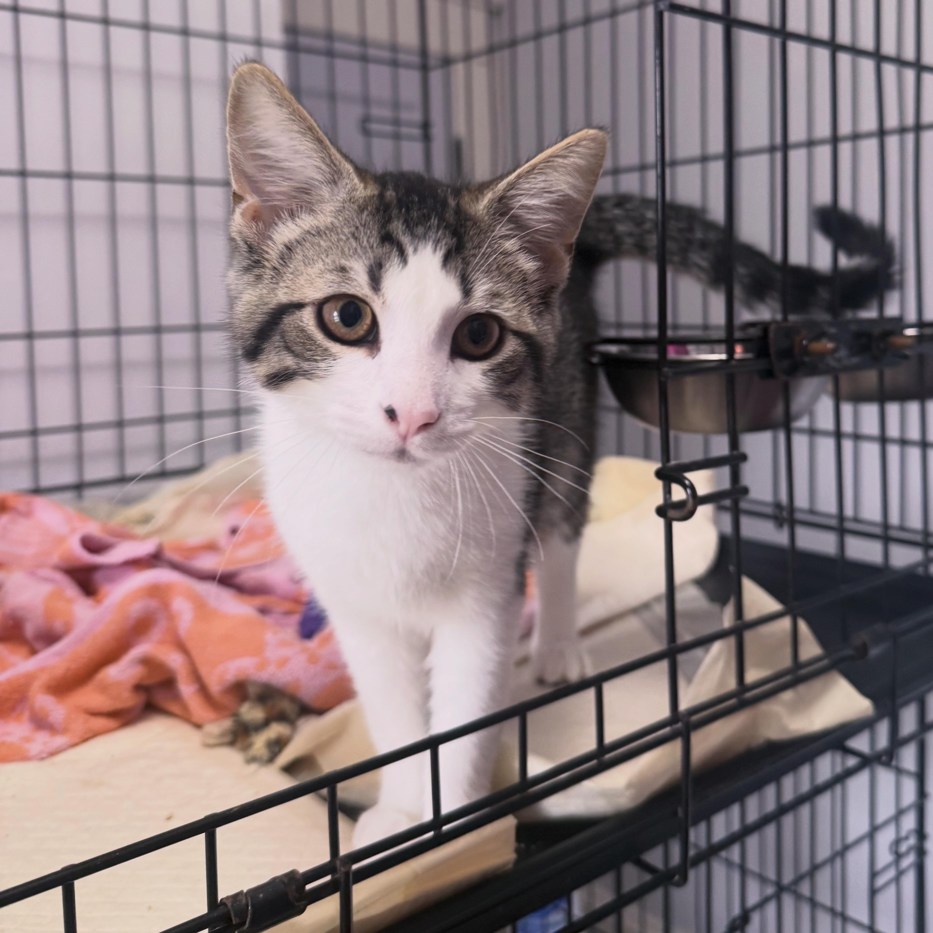 Tater Bug, an adopted Domestic Short Hair in Berkeley Springs, WV image 1/2