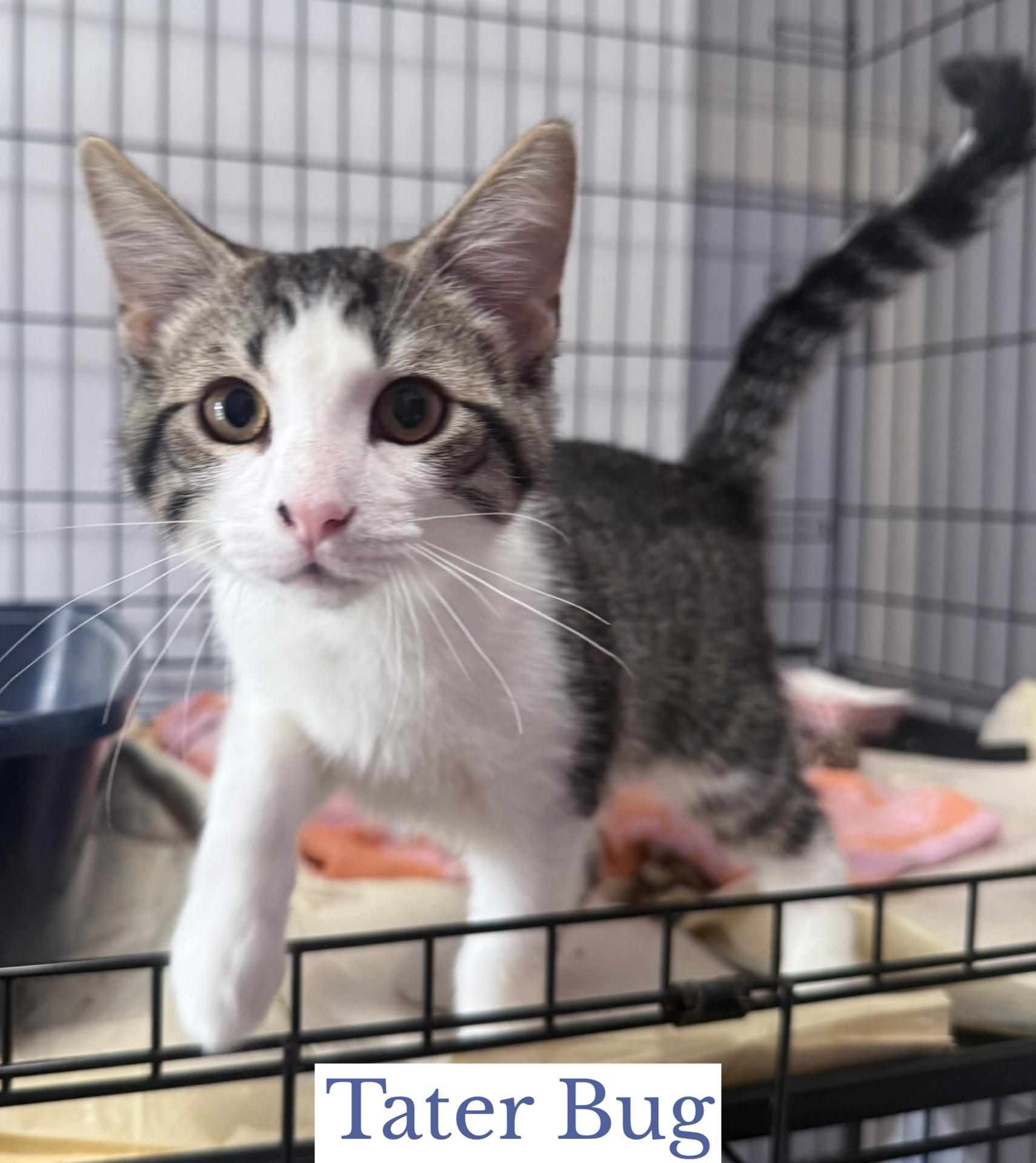 Tater Bug, an adopted Domestic Short Hair in Berkeley Springs, WV image 2/2