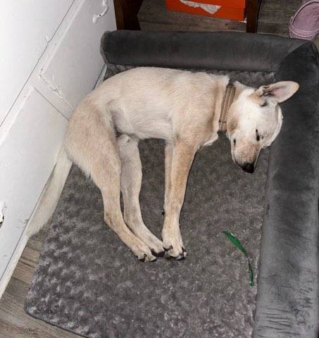 Shiba Snowshoe!! thumbnail 2