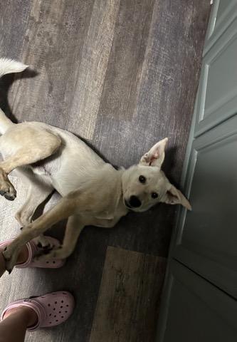 Shiba Snowshoe!! thumbnail 3