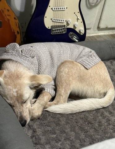 Shiba Snowshoe!! thumbnail 4