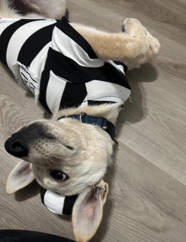 Shiba Snowshoe!! thumbnail 5