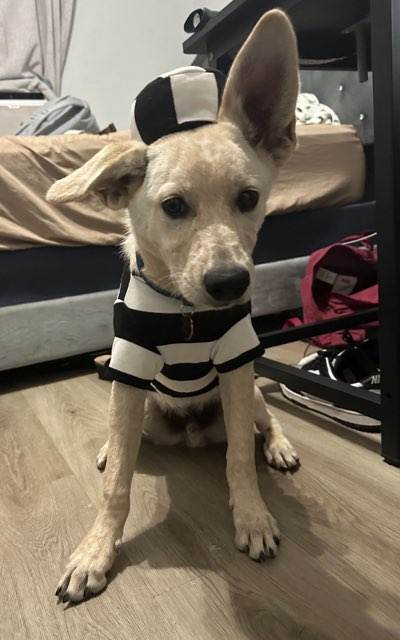 Shiba Snowshoe!! thumbnail 6