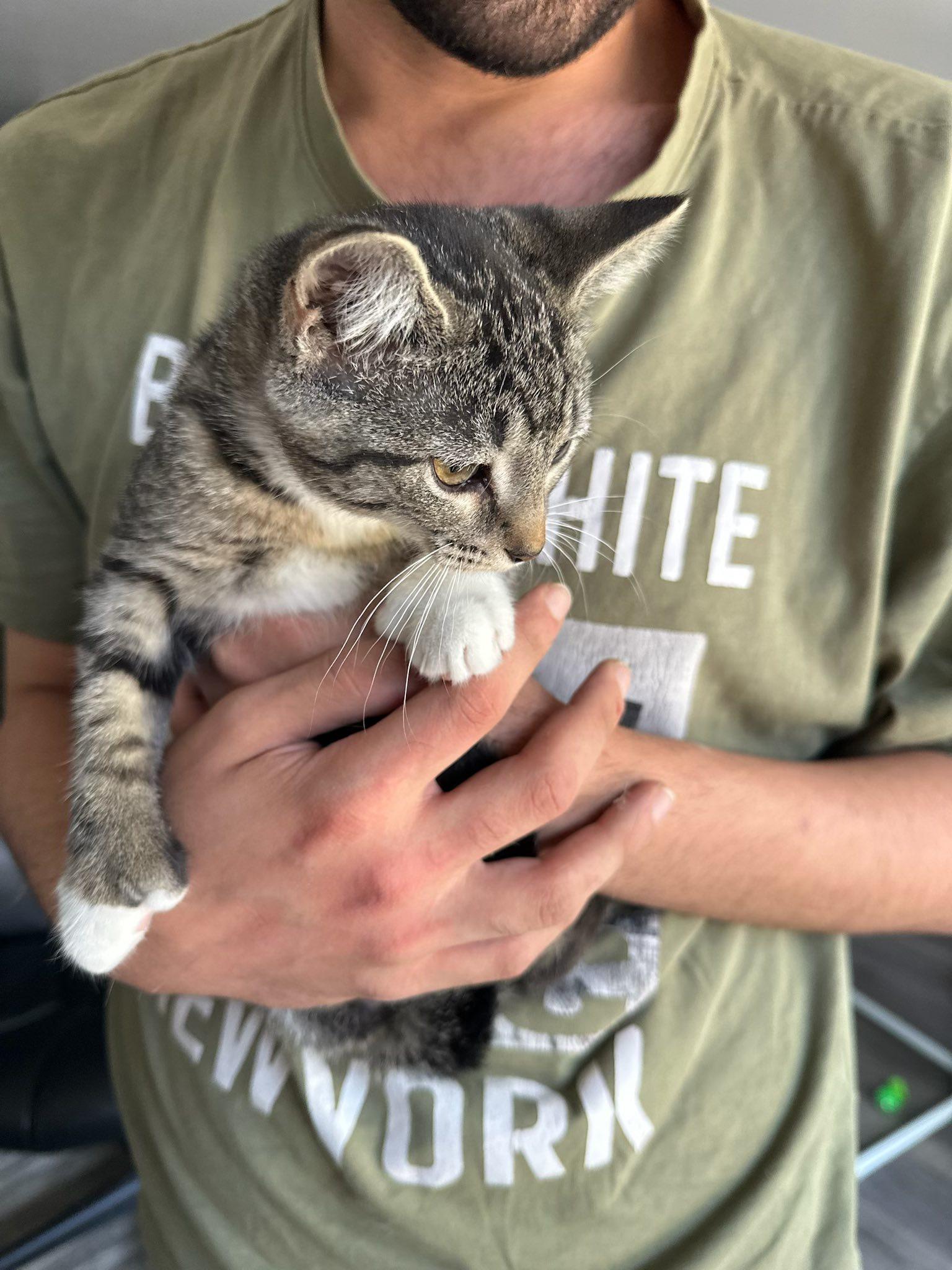 Mavis & Gemma (bonded pair!), a Adoptable Domestic Short Hair in Montreal, QC image 4/6