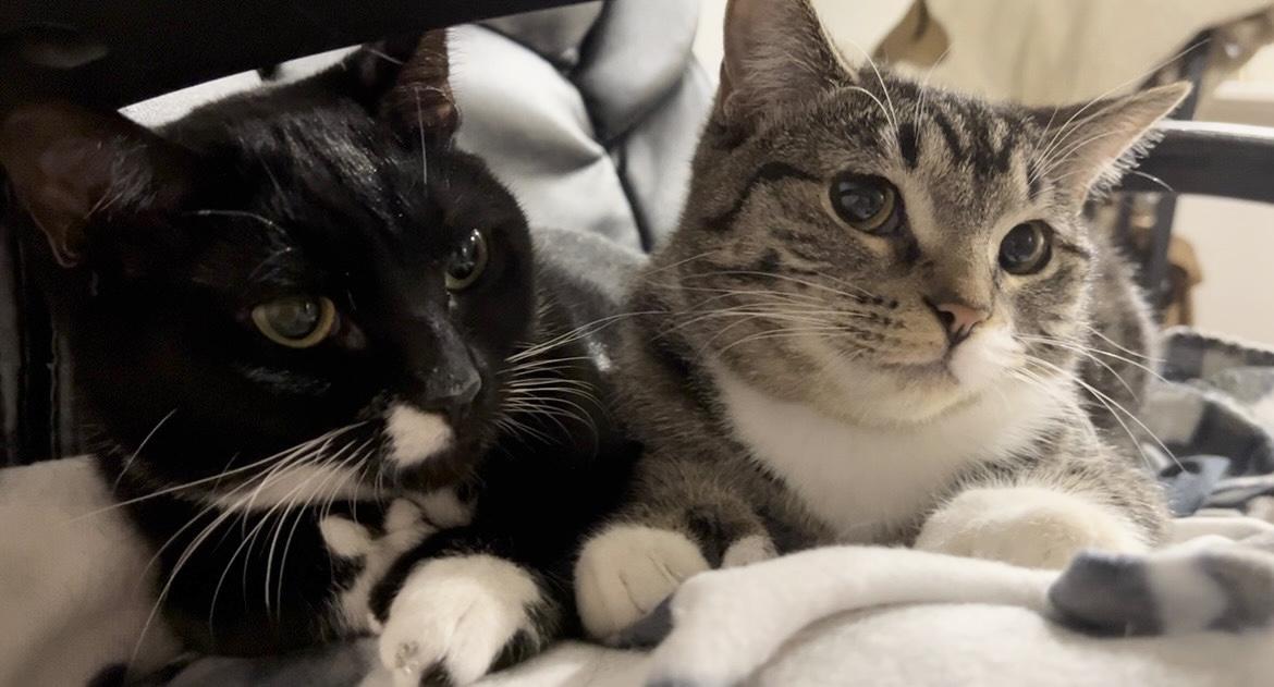 Enlarge Mavis & Gemma (bonded pair!), a Adoptable Domestic Short Hair in Montreal, QC image 3/6