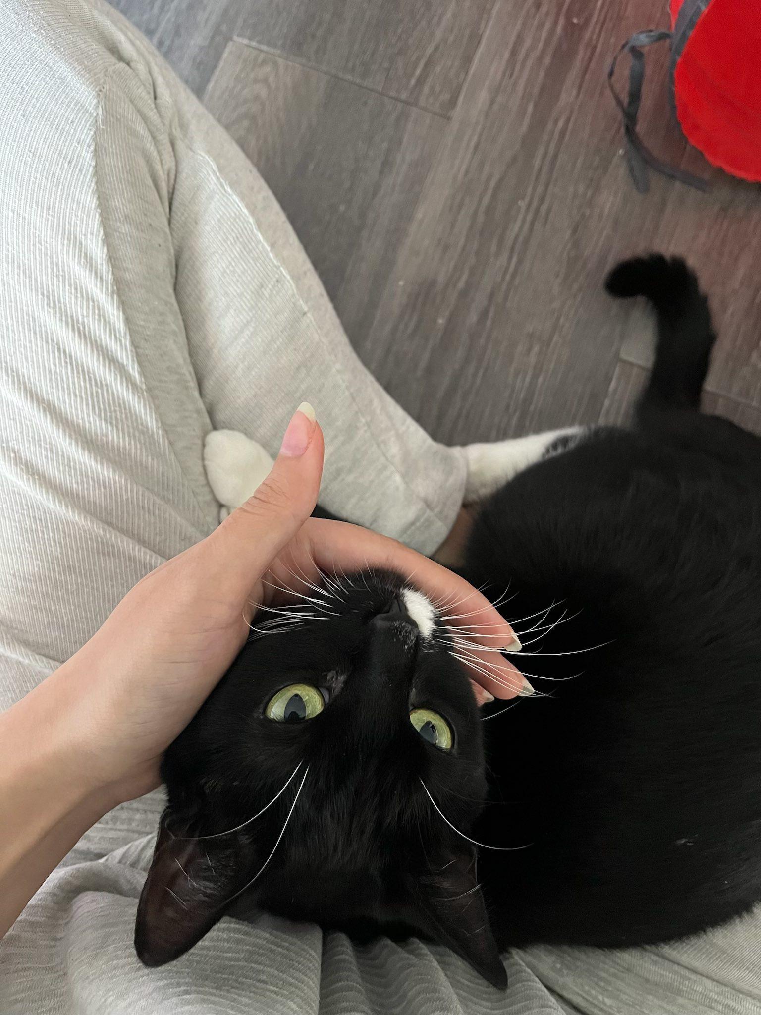 Mavis & Gemma (bonded pair!), a Adoptable Domestic Short Hair in Montreal, QC image 5/6