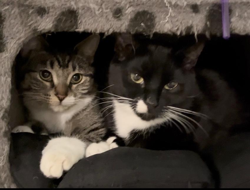 Enlarge Mavis & Gemma (bonded pair!), a Adoptable Domestic Short Hair in Montreal, QC image 6/6