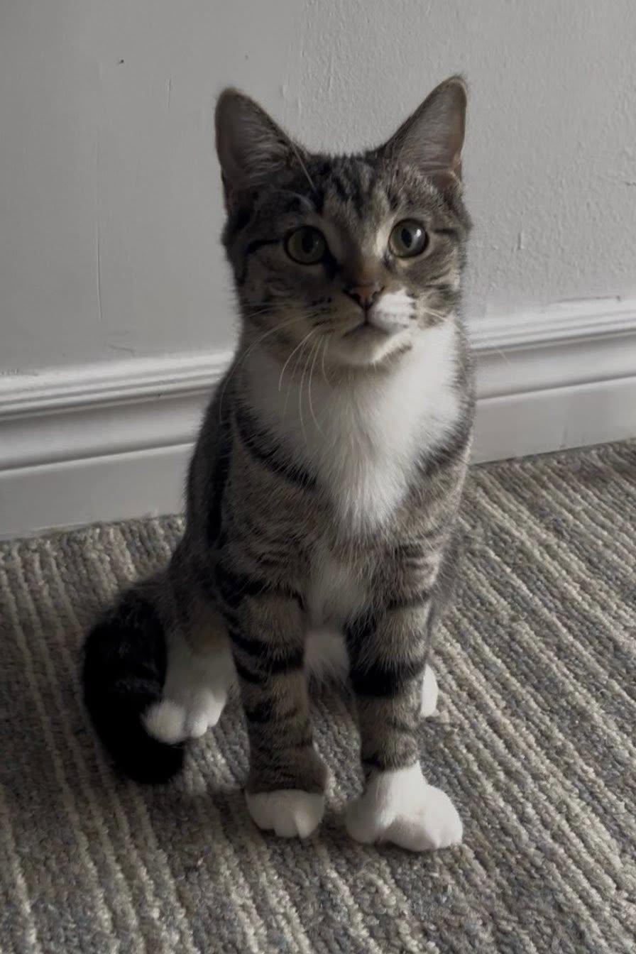 Mavis & Gemma (bonded pair!), a Adoptable Domestic Short Hair in Montreal, QC image 6/6