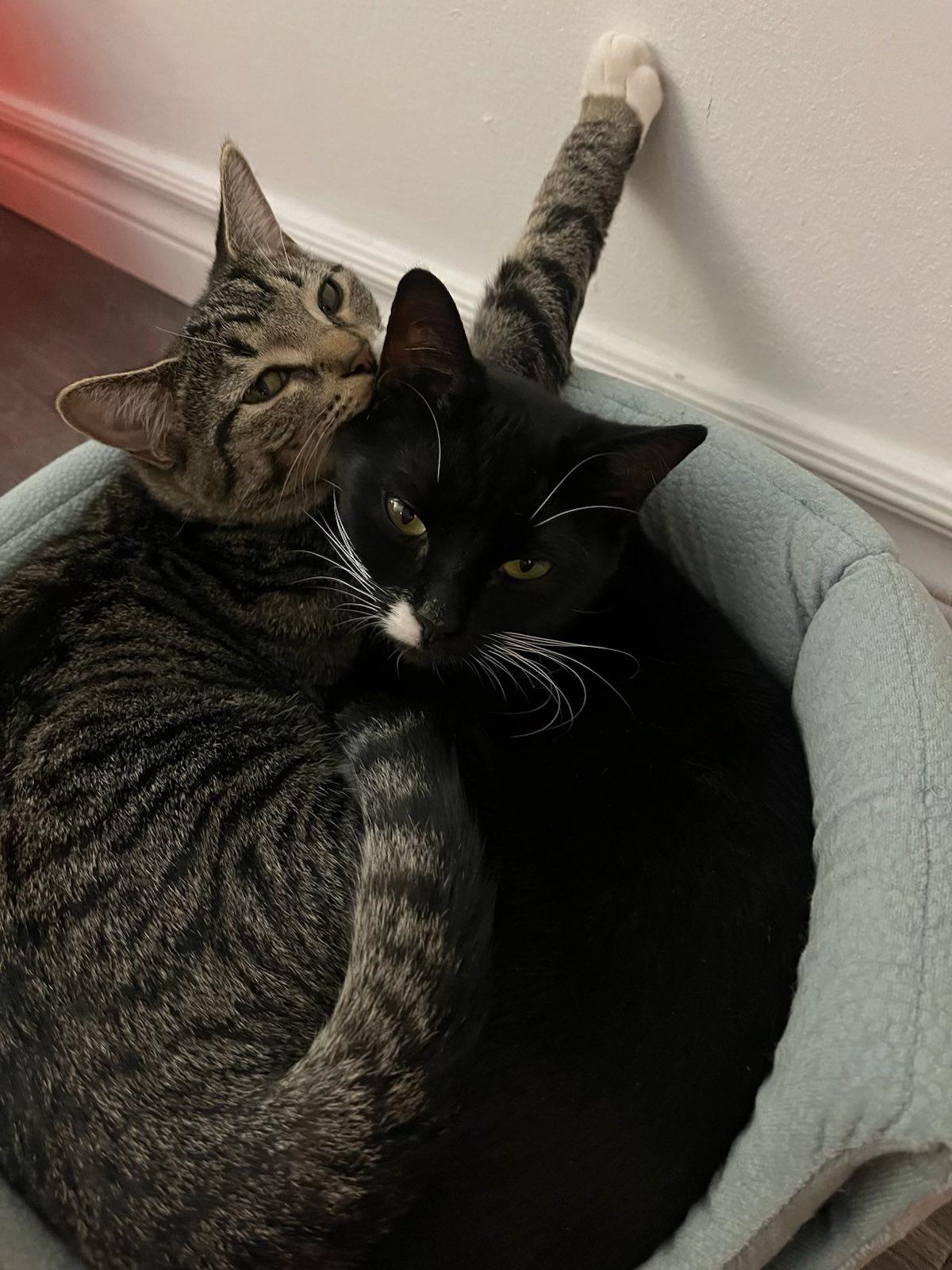 Mavis & Gemma (bonded pair!), Adoptable, Young Female Domestic Short Hair.