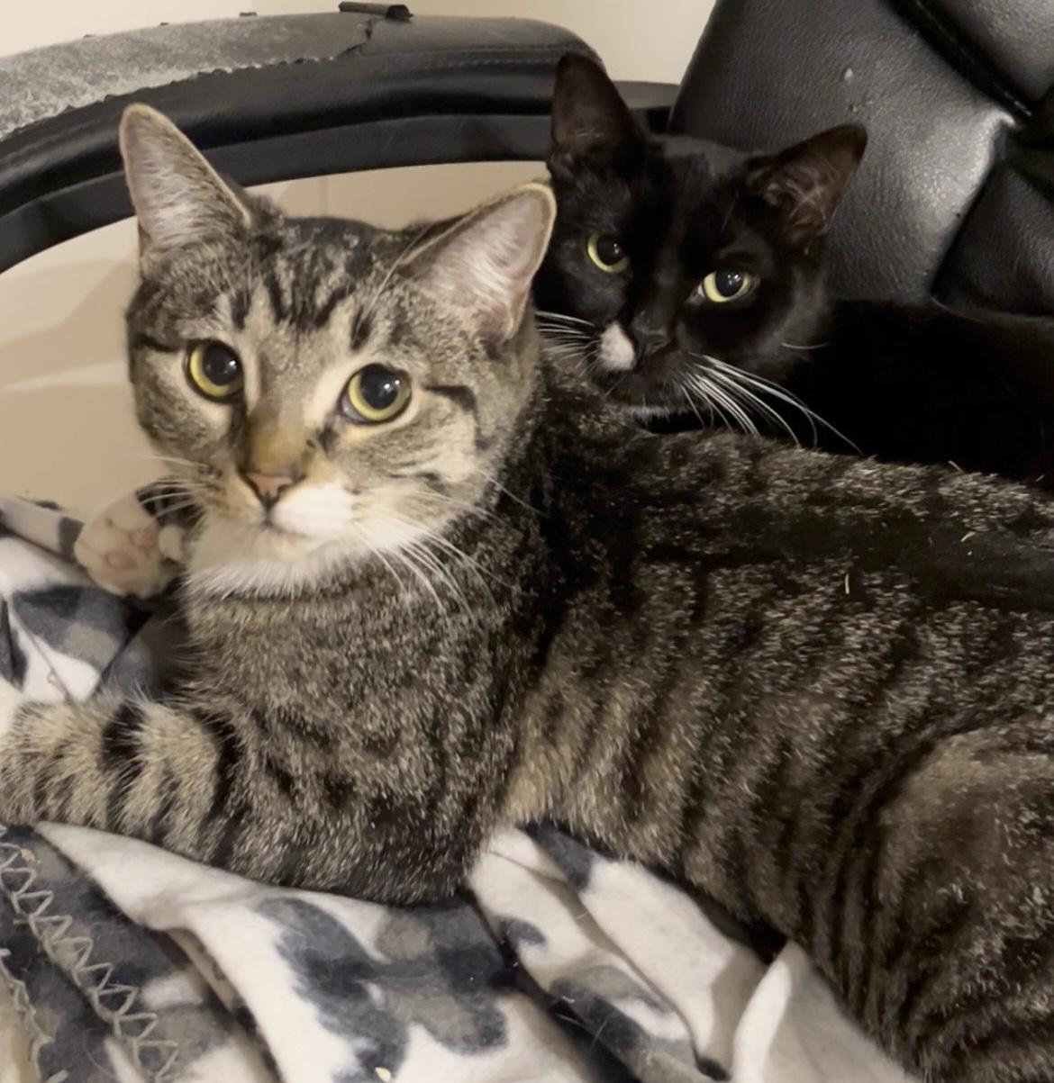 Mavis & Gemma (bonded pair!), Adoptable, Young Female Domestic Short Hair.