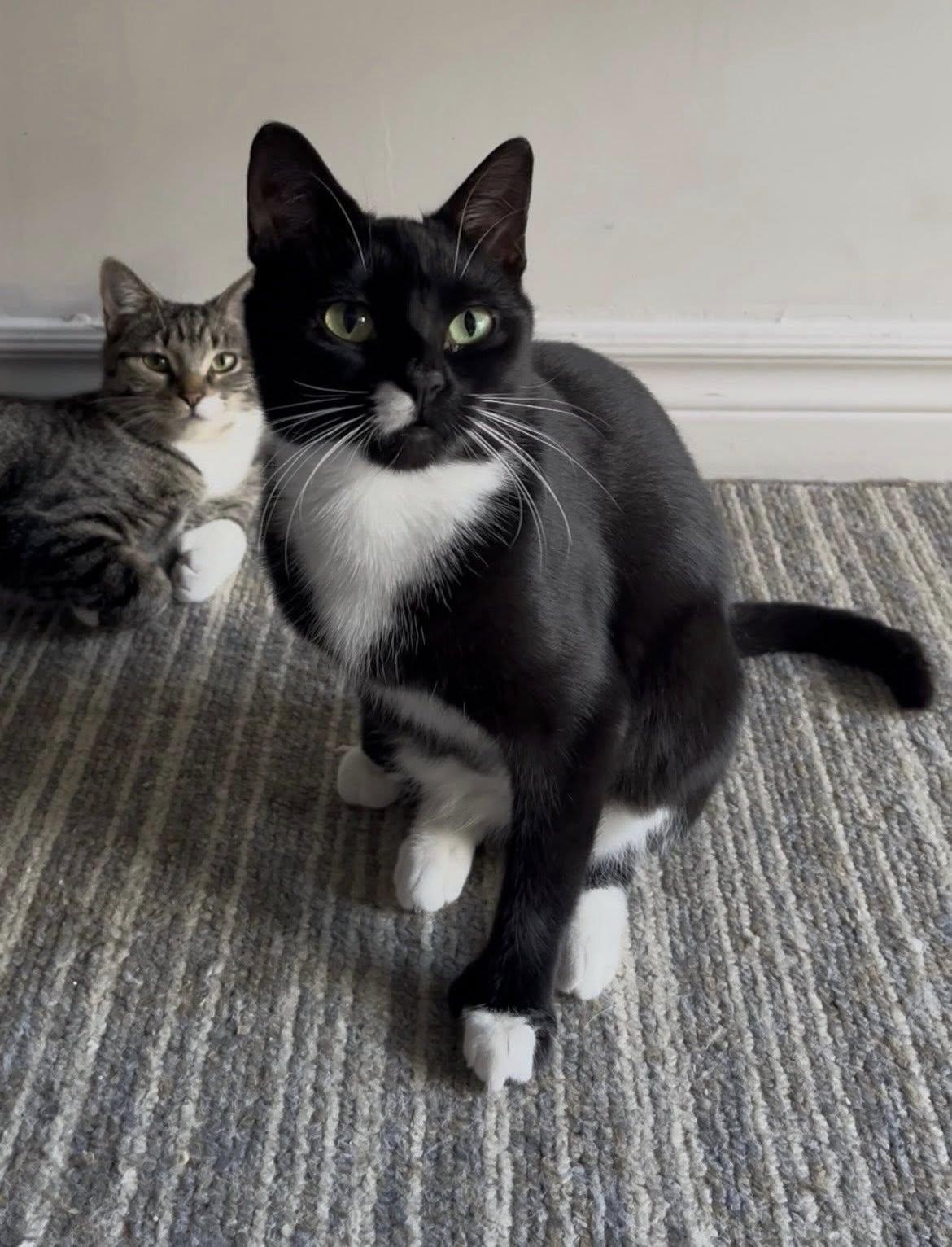 Mavis & Gemma (bonded pair!), a Adoptable Domestic Short Hair in Montreal, QC image 2/6