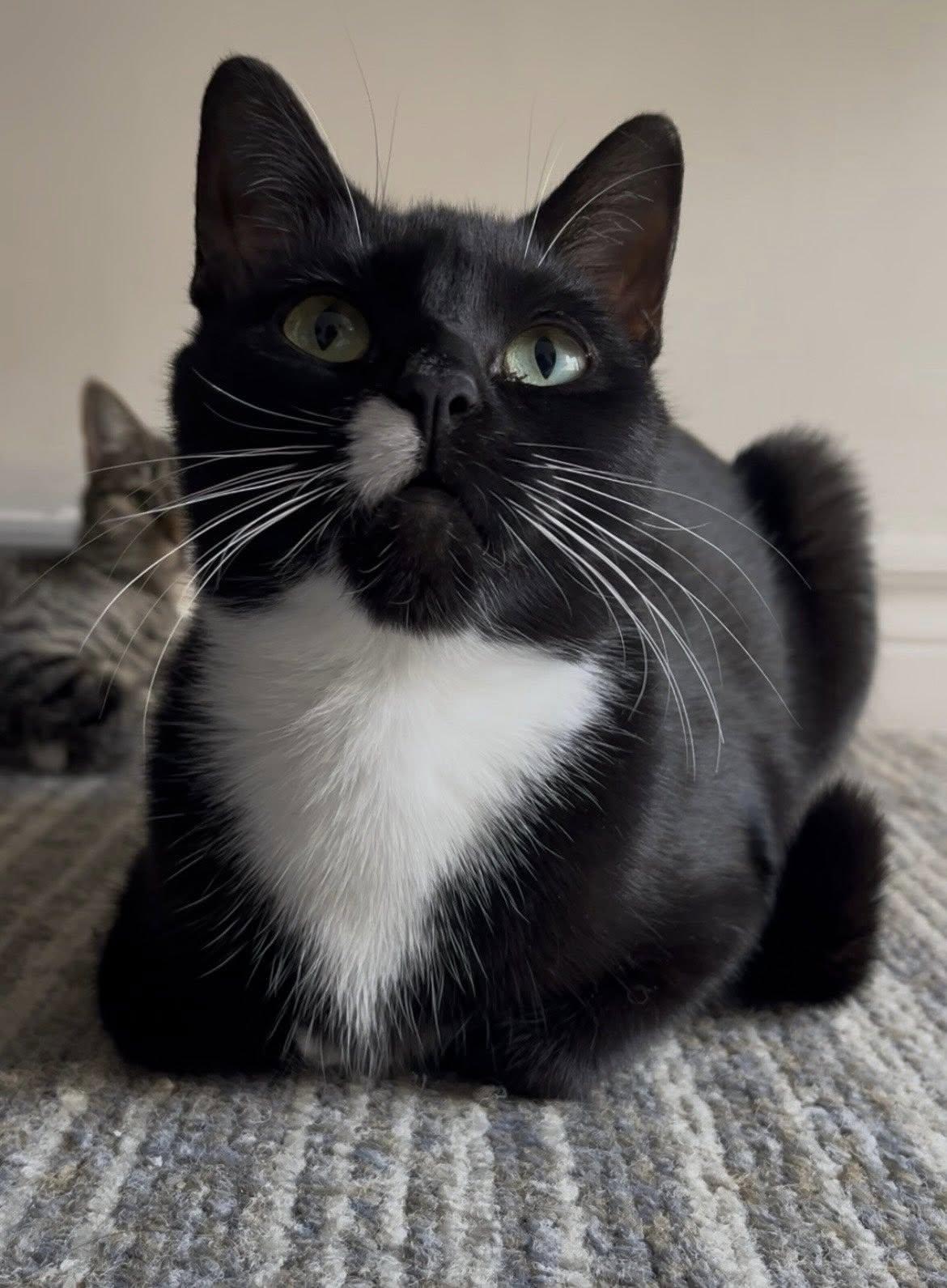 Mavis & Gemma (bonded pair!), a Adoptable Domestic Short Hair in Montreal, QC image 3/6