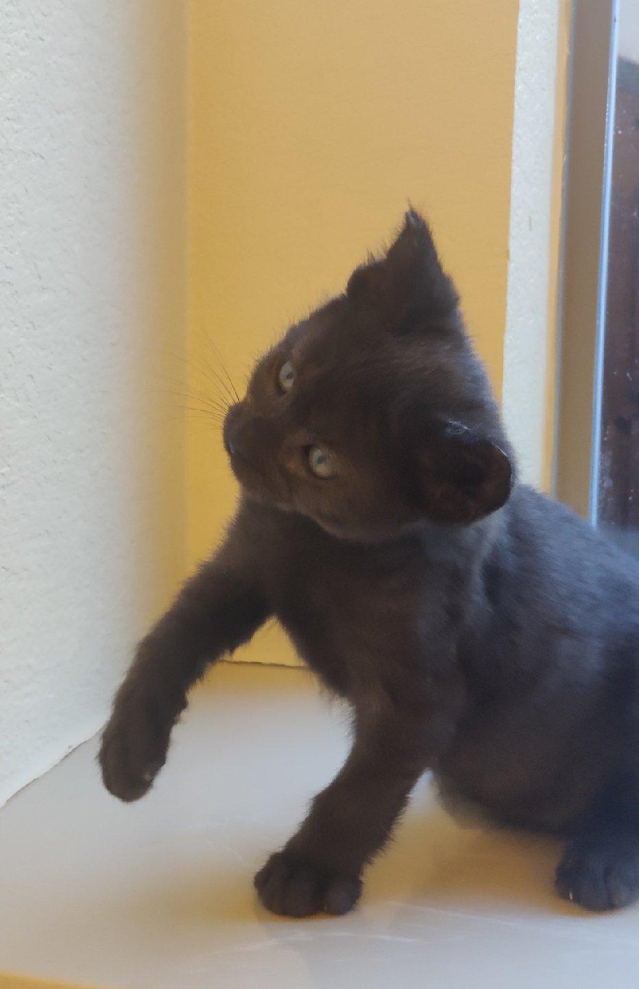 Jerry, Adoptable, Kitten Male Domestic Short Hair.