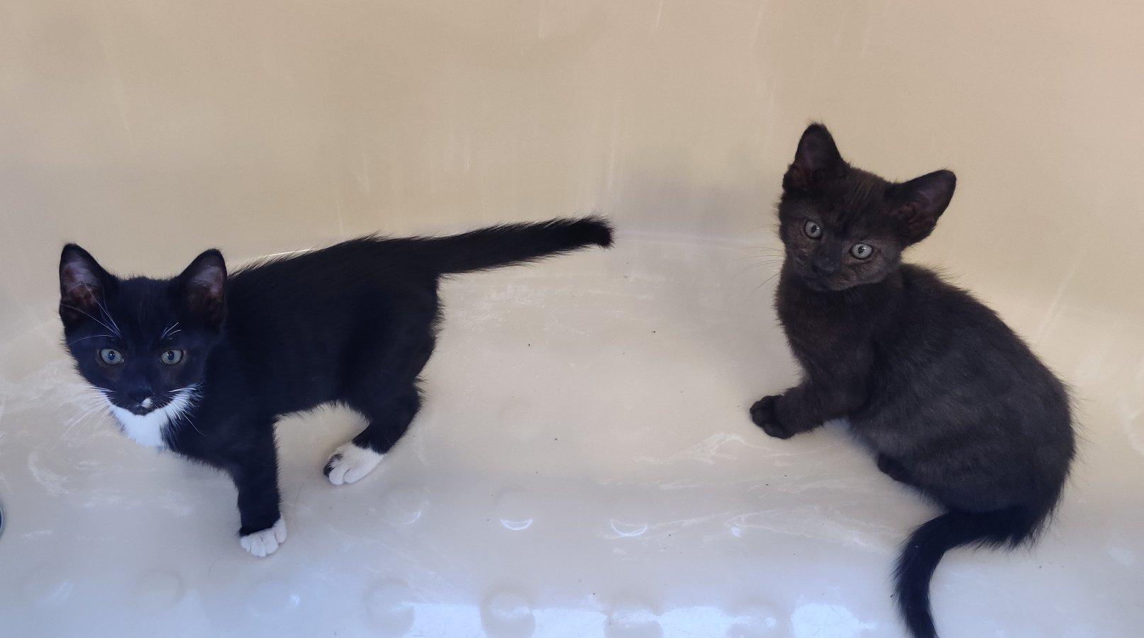 Enlarge Jerry, a Adoptable Domestic Short Hair in Keller, TX image 2/6