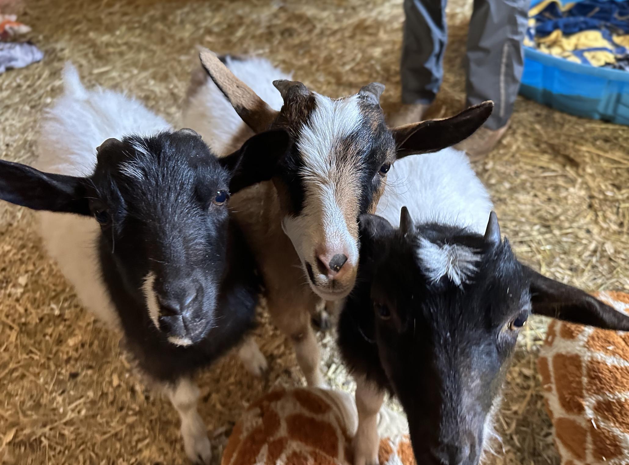 Enlarge Cora, Big Al, Eli and Oreo, an adopted Myotonic / Fainting in Dresher, PA image 3/6