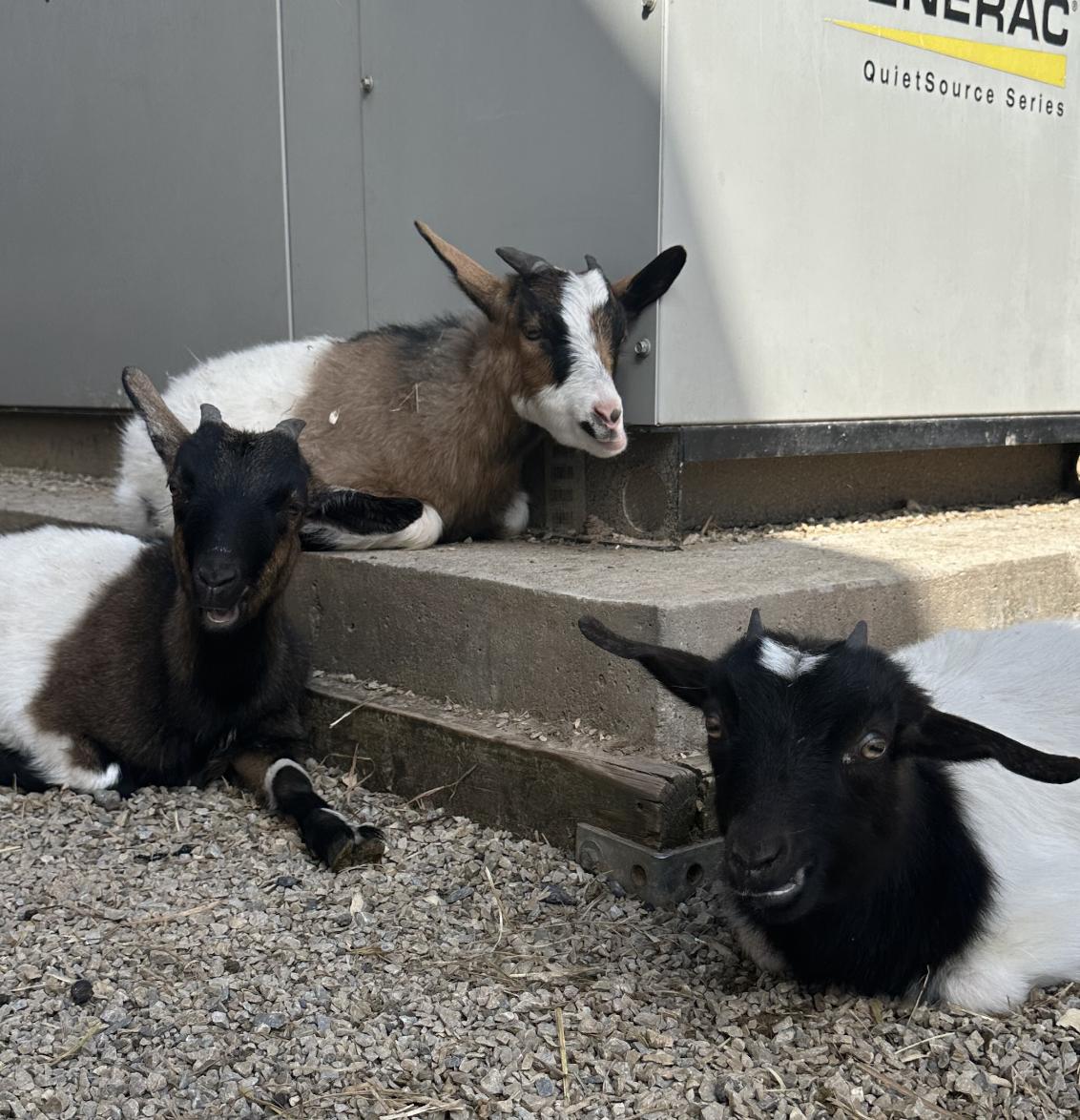 Enlarge Cora, Big Al, Eli and Oreo, an adopted Myotonic / Fainting in Dresher, PA image 5/6