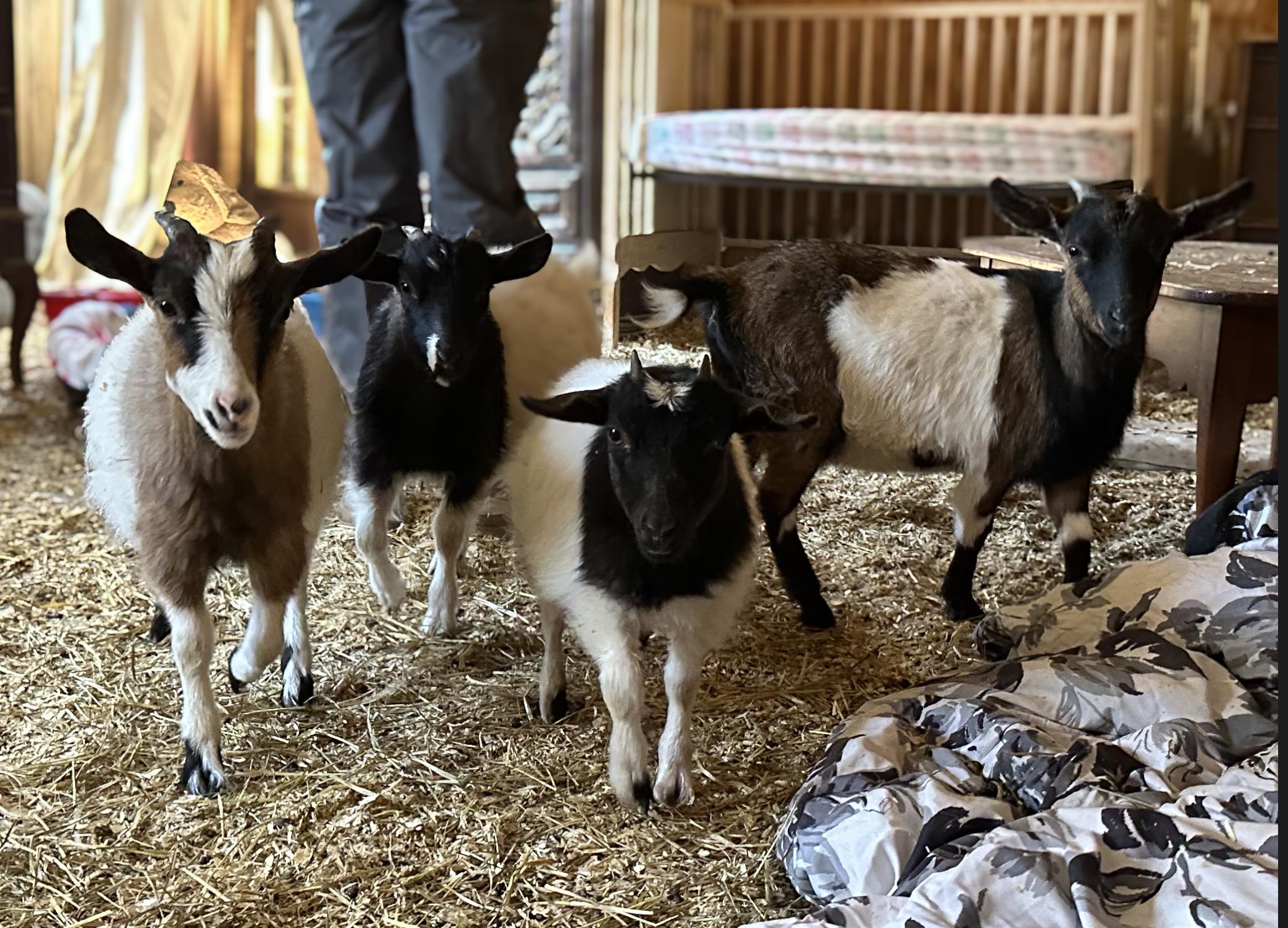 Cora, Big Al, Eli and Oreo, adopted, Young Male Myotonic / Fainting.