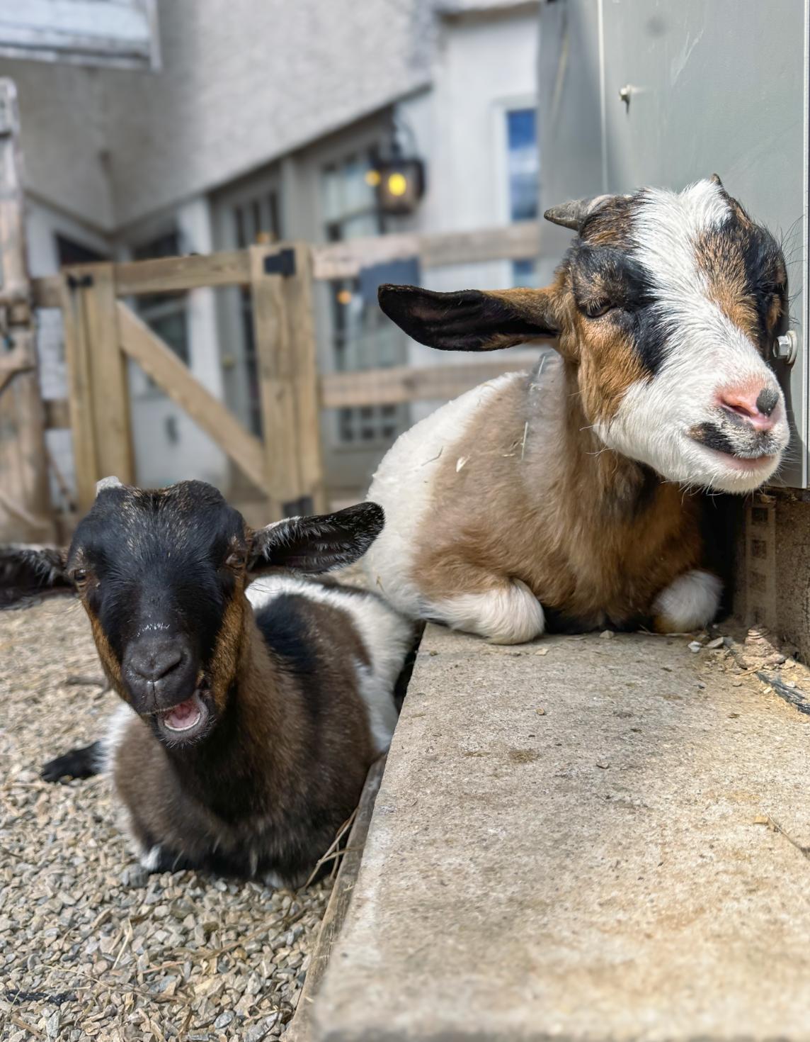 Enlarge Cora, Big Al, Eli and Oreo, an adopted Myotonic / Fainting in Dresher, PA image 4/6