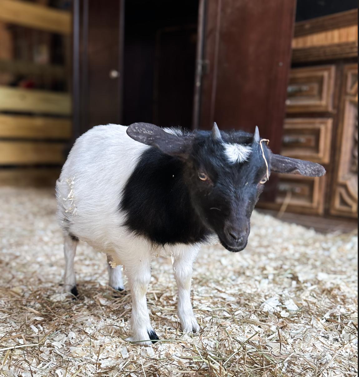 Enlarge Cora, Big Al, Eli and Oreo, an adopted Myotonic / Fainting in Dresher, PA image 6/6