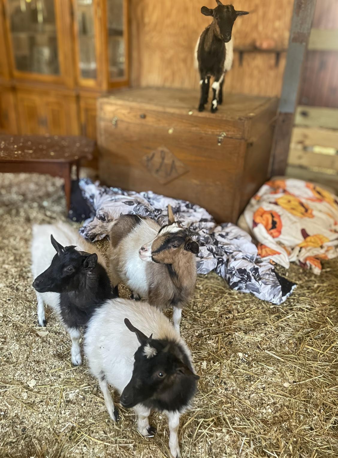 Enlarge Cora, Big Al, Eli and Oreo, an adopted Myotonic / Fainting in Dresher, PA image 2/6