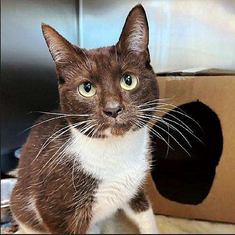 Tootsie, ADOPTABLE, Adult Female Domestic Short Hair.