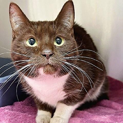 Tootsie, a ADOPTABLE Domestic Short Hair in Salt Lake City, UT image 2/2