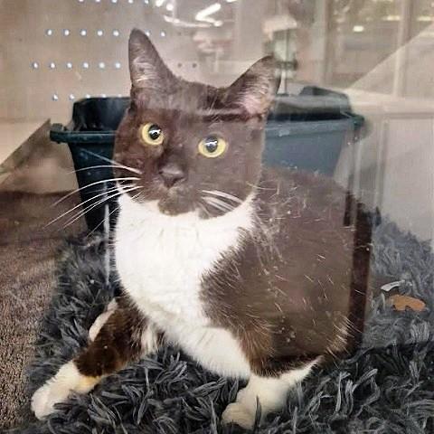 Tootsie, ADOPTABLE, Adult Female Domestic Short Hair.