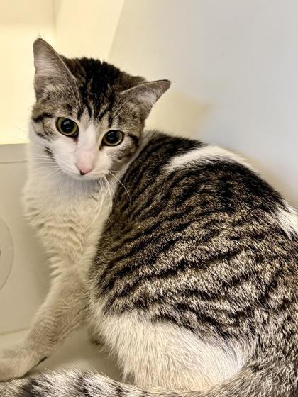 Rosemary, ADOPTABLE, Adult Female Domestic Short Hair.