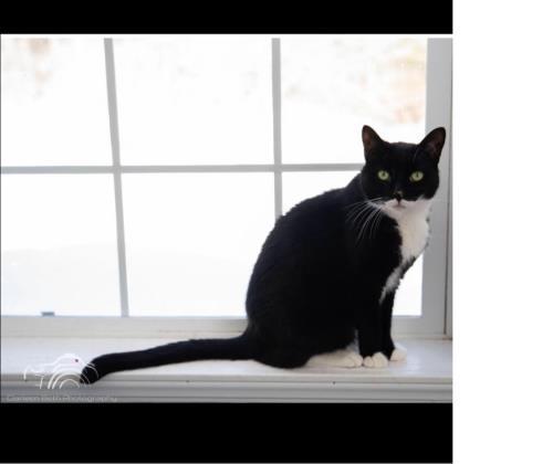 Rascal, Adoptable, Senior Male Domestic Short Hair & Domestic Short Hair.