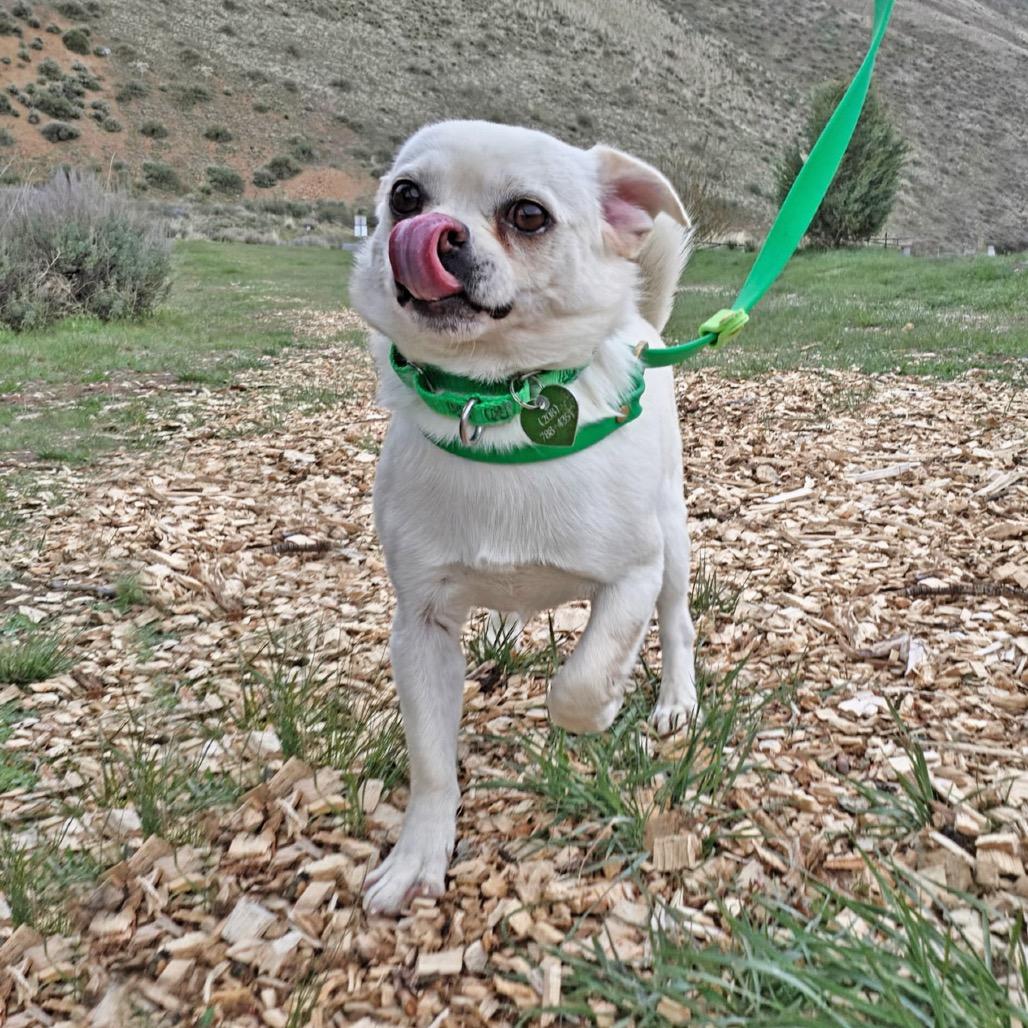 Cato, Adoptable, Adult Male Mixed Breed & Mixed Breed.