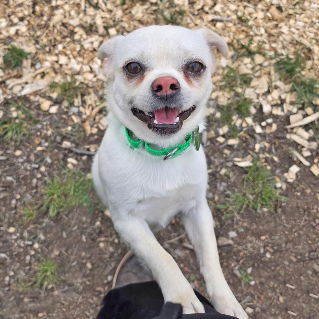 Enlarge Cato, a Adoptable mixed breed in Hailey, ID image 2/6