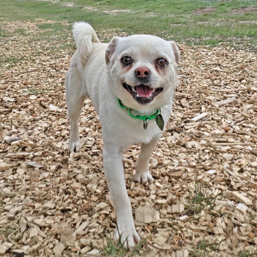 Enlarge Cato, a Adoptable mixed breed in Hailey, ID image 3/6