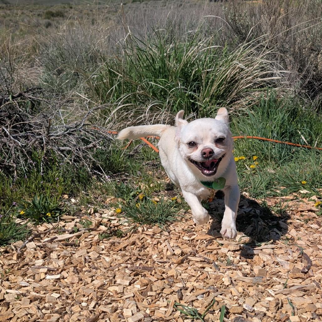 Enlarge Cato, a Adoptable mixed breed in Hailey, ID image 4/6