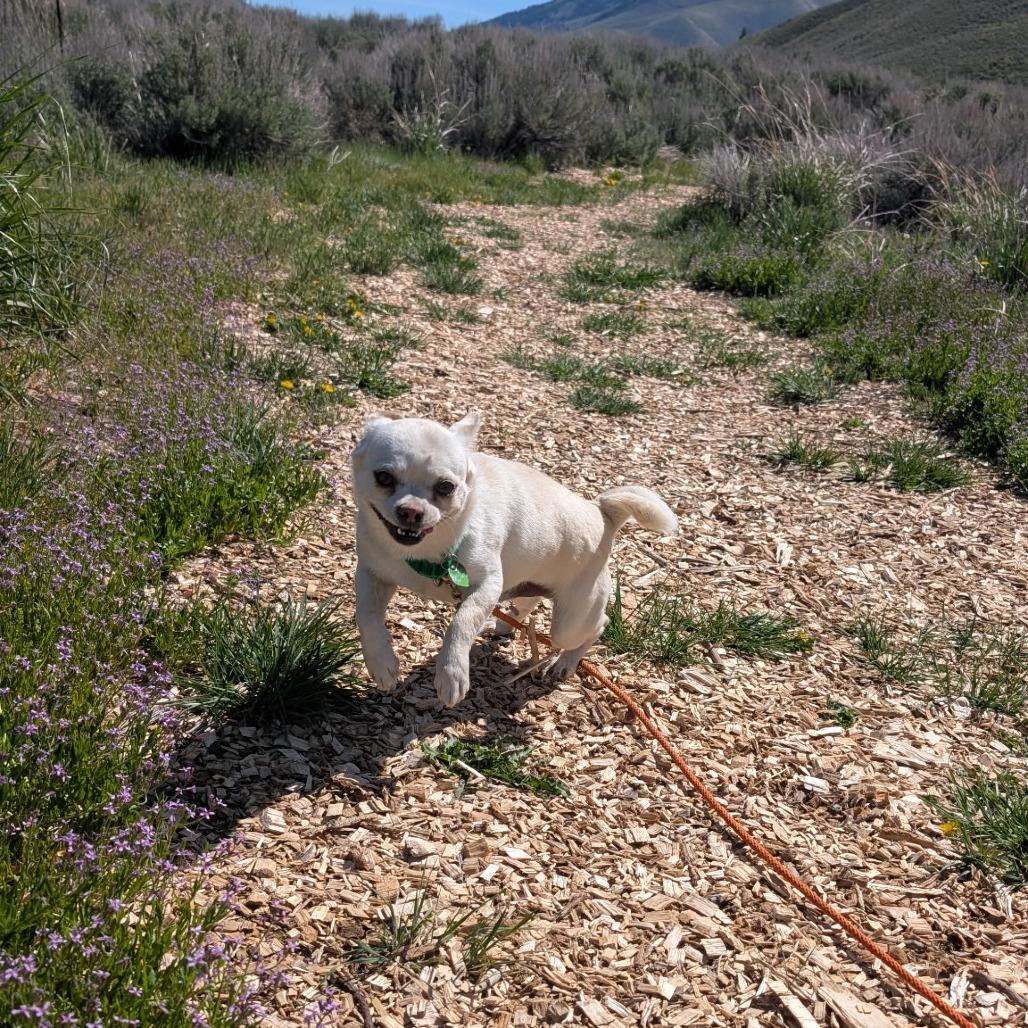 Enlarge Cato, a Adoptable mixed breed in Hailey, ID image 5/6