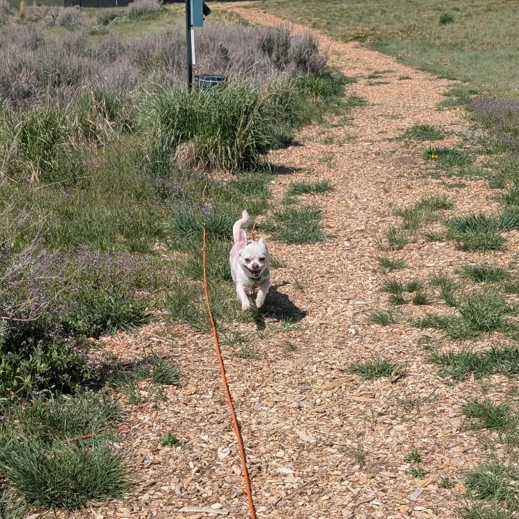 Enlarge Cato, a Adoptable mixed breed in Hailey, ID image 6/6