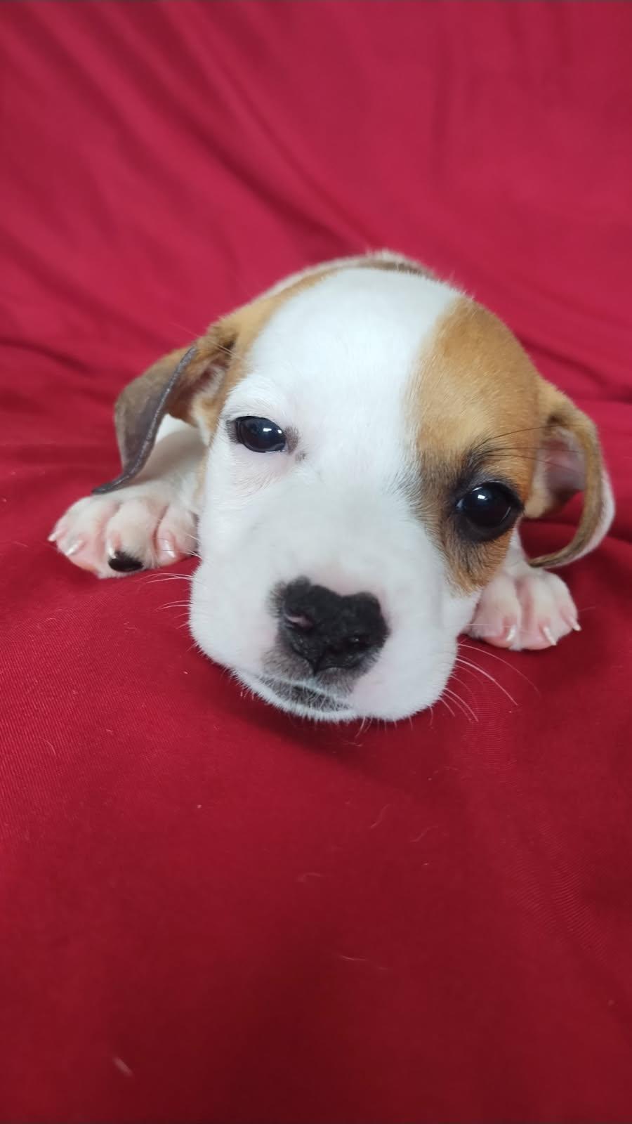 Ambar, a ADOPTABLE mixed breed in Warren, NJ image 2/3