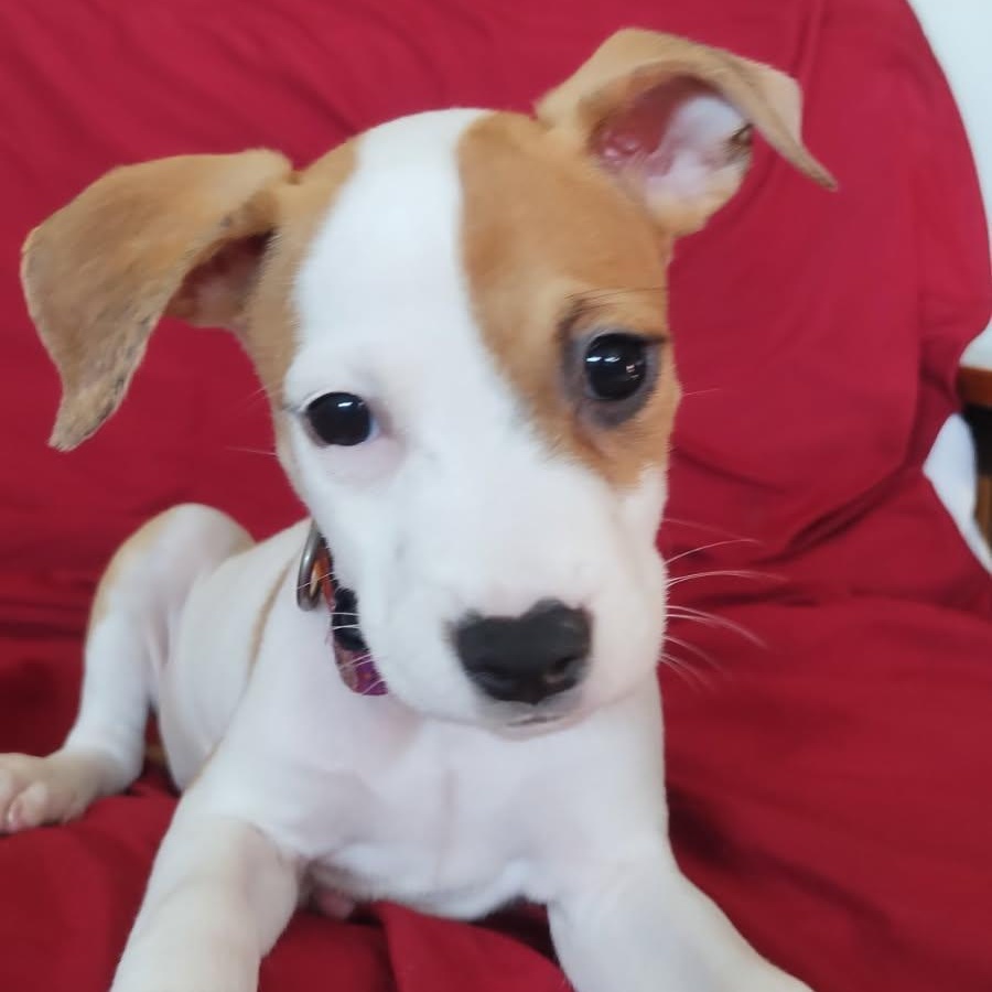 Ambar, ADOPTABLE, Puppy Female Terrier.