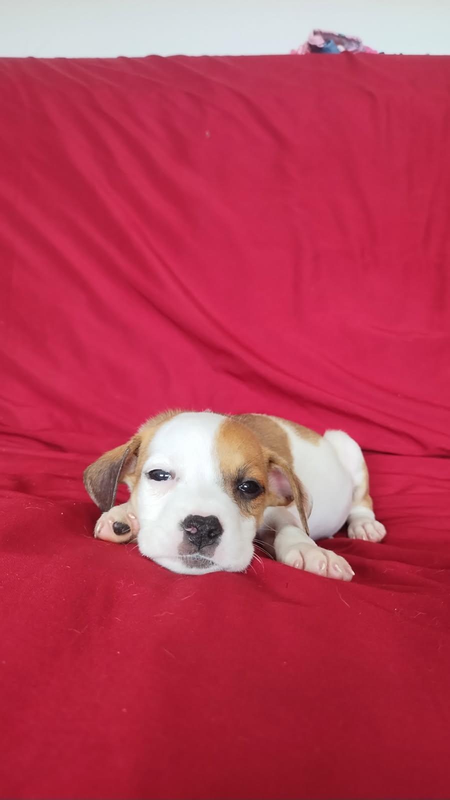 Ambar, a ADOPTABLE mixed breed in Warren, NJ image 3/3