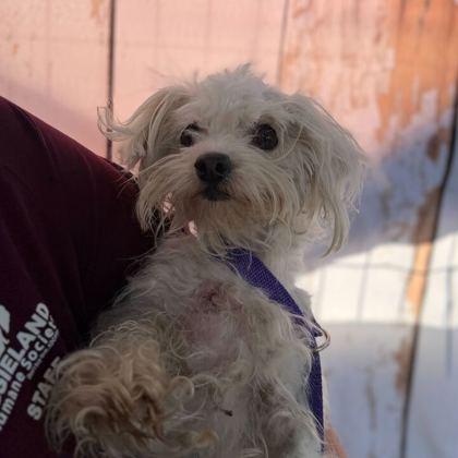 Carla, Adoptable, Adult Female Maltese & Mixed Breed.