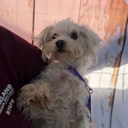 Enlarge Carla, a Adoptable mixed breed in Bryan, TX image 2/2