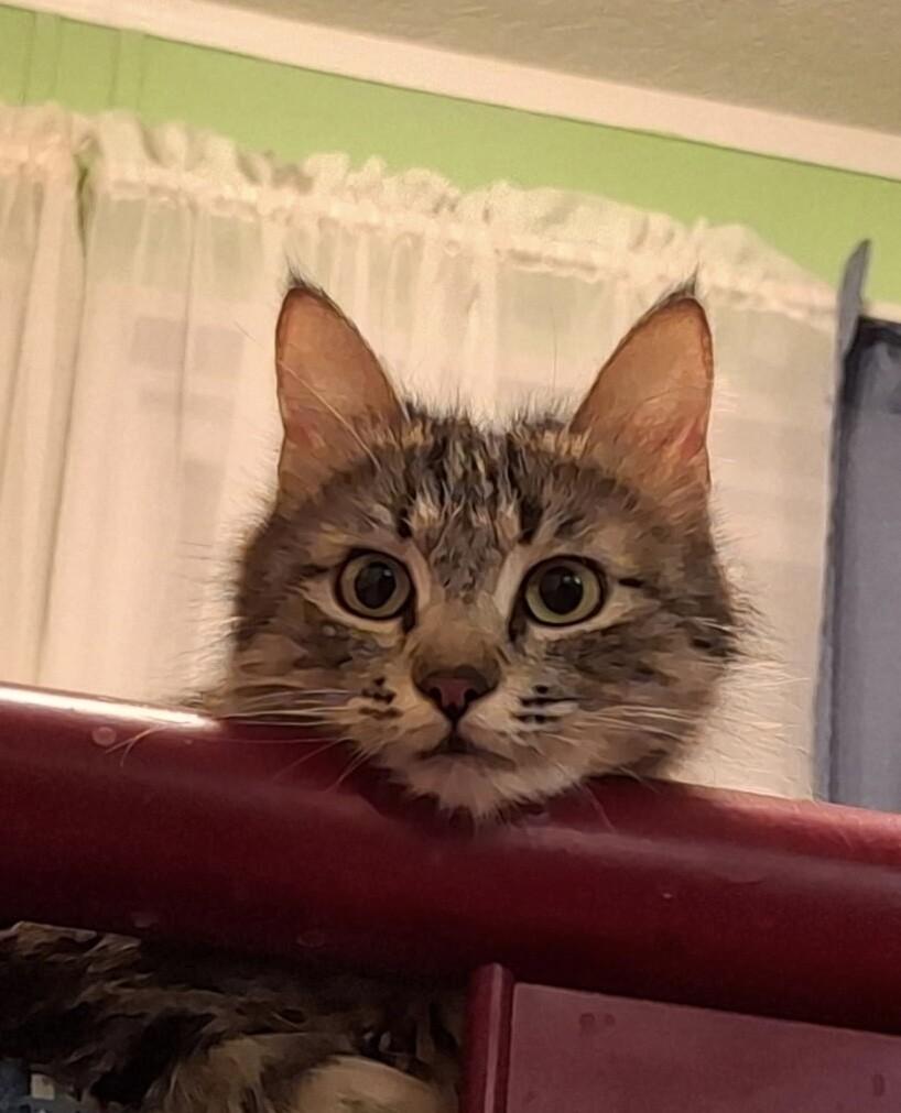 Rosie💗-  flower litter, Adoptable, Young Female Tabby.