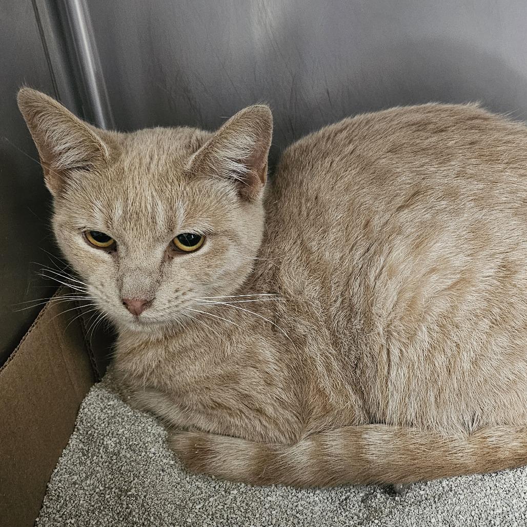 Connie, Adoptable, Kitten Female Domestic Short Hair.