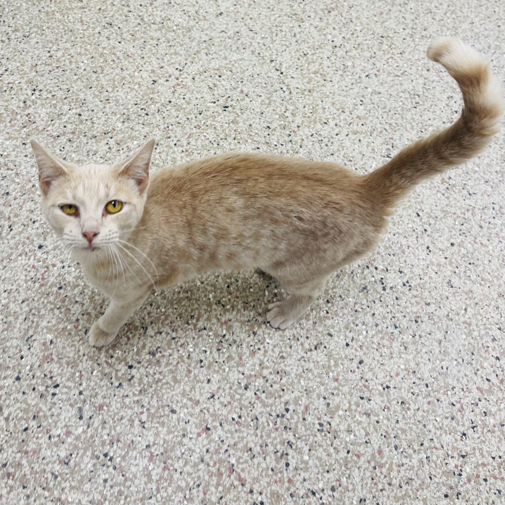 Enlarge Connie, a Adoptable Domestic Short Hair in Donalsonville, GA image 2/2