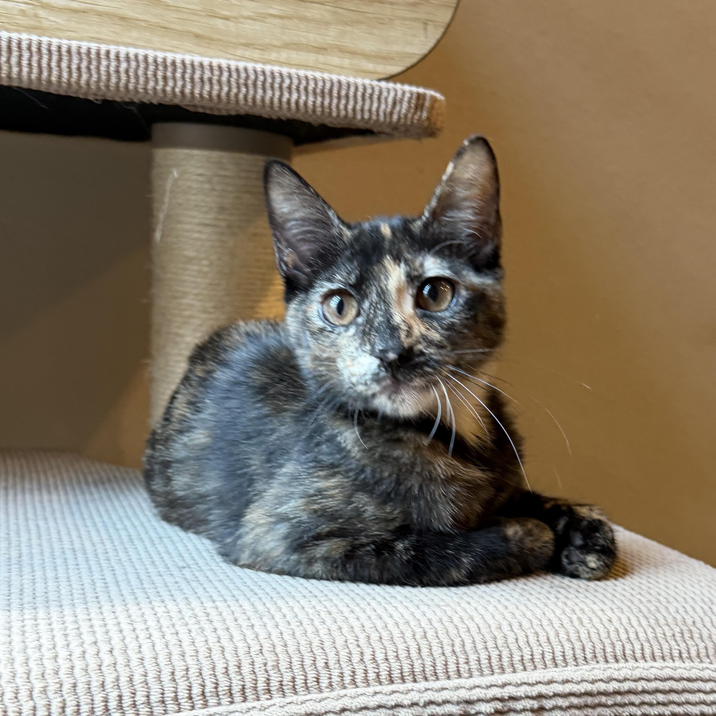 Roxy Rocket - Riley Fuzzel Petsmart