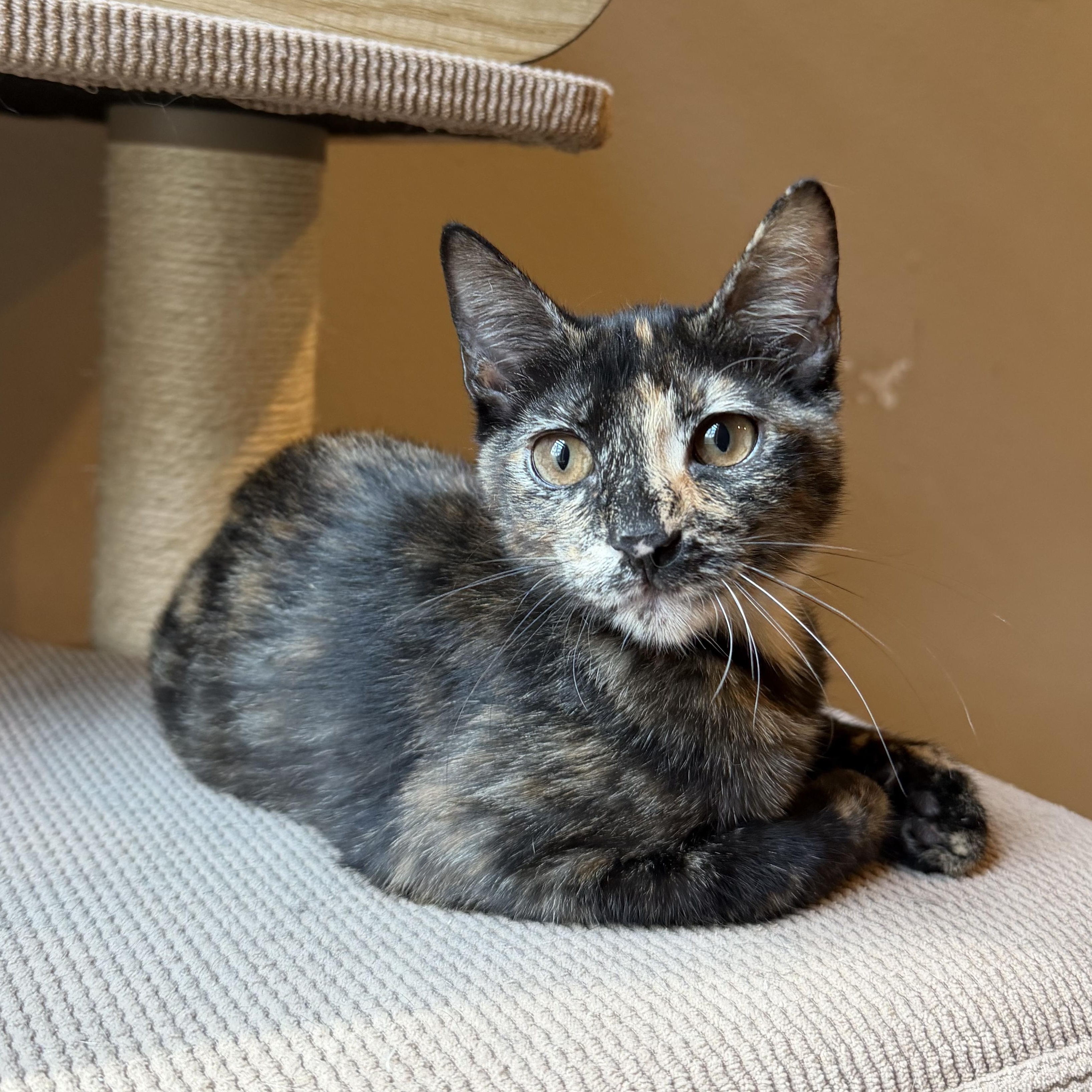 Roxy Rocket - Riley Fuzzel Petsmart — thumbnail 2