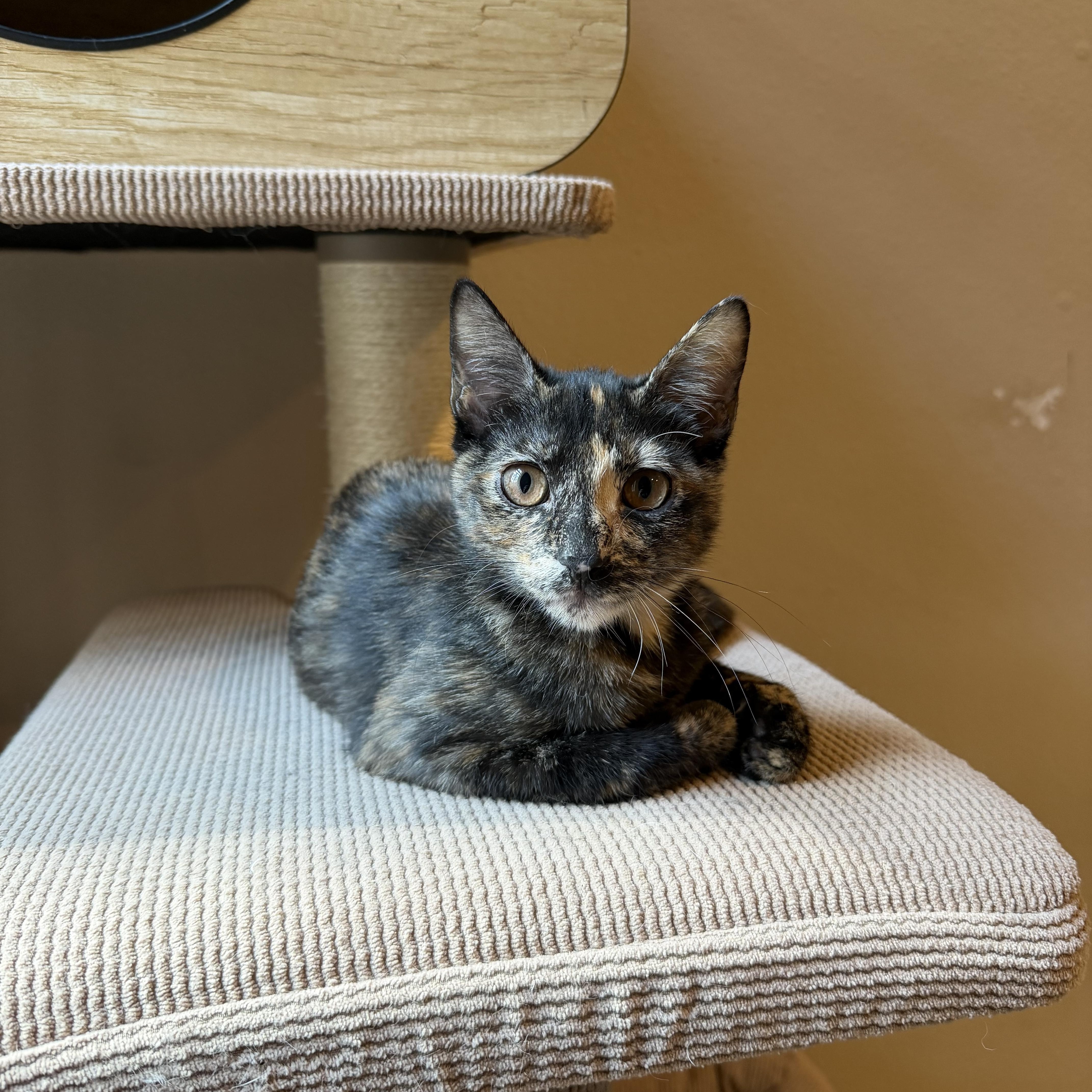 Roxy Rocket - Riley Fuzzel Petsmart — thumbnail 3