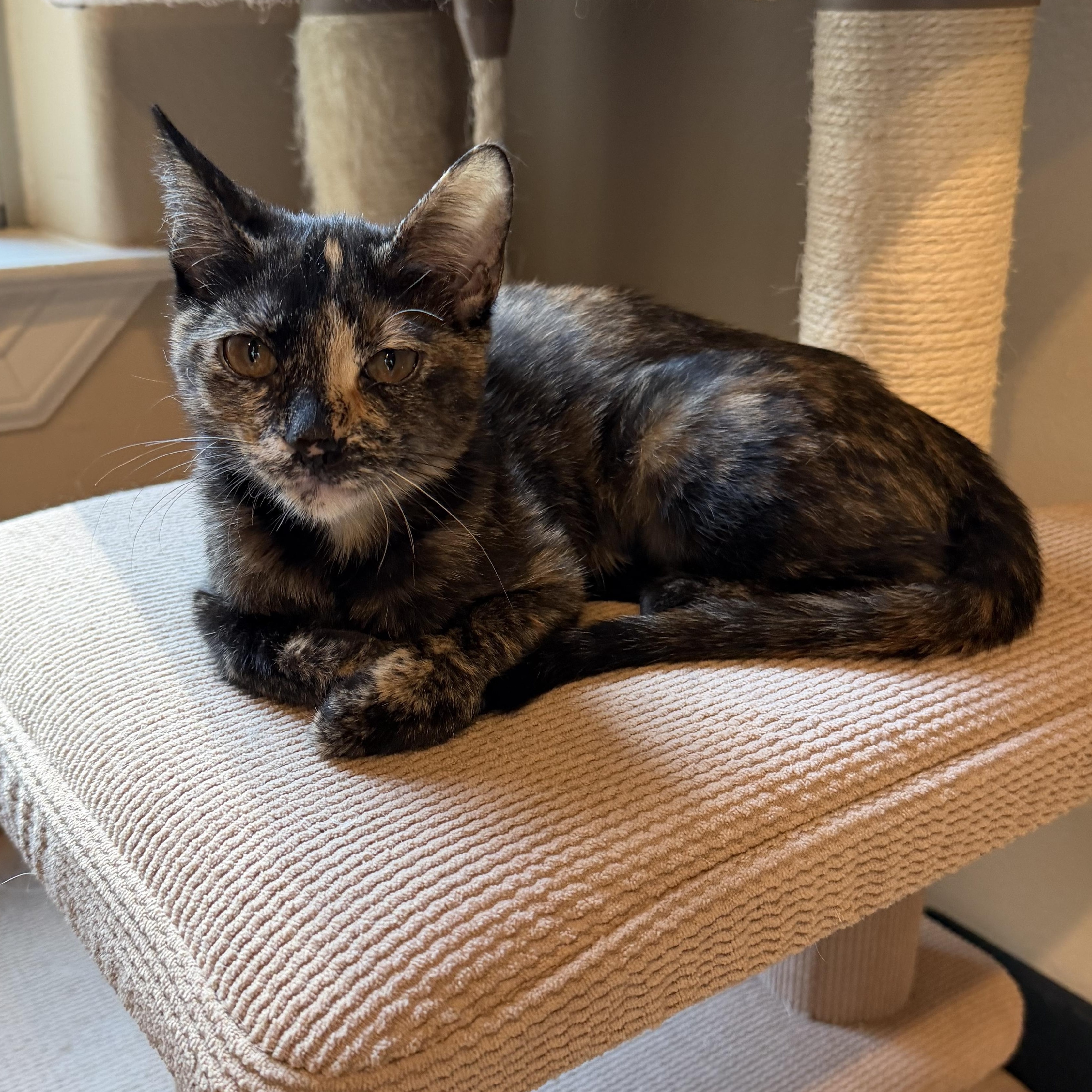 Roxy Rocket - Riley Fuzzel Petsmart — thumbnail 4