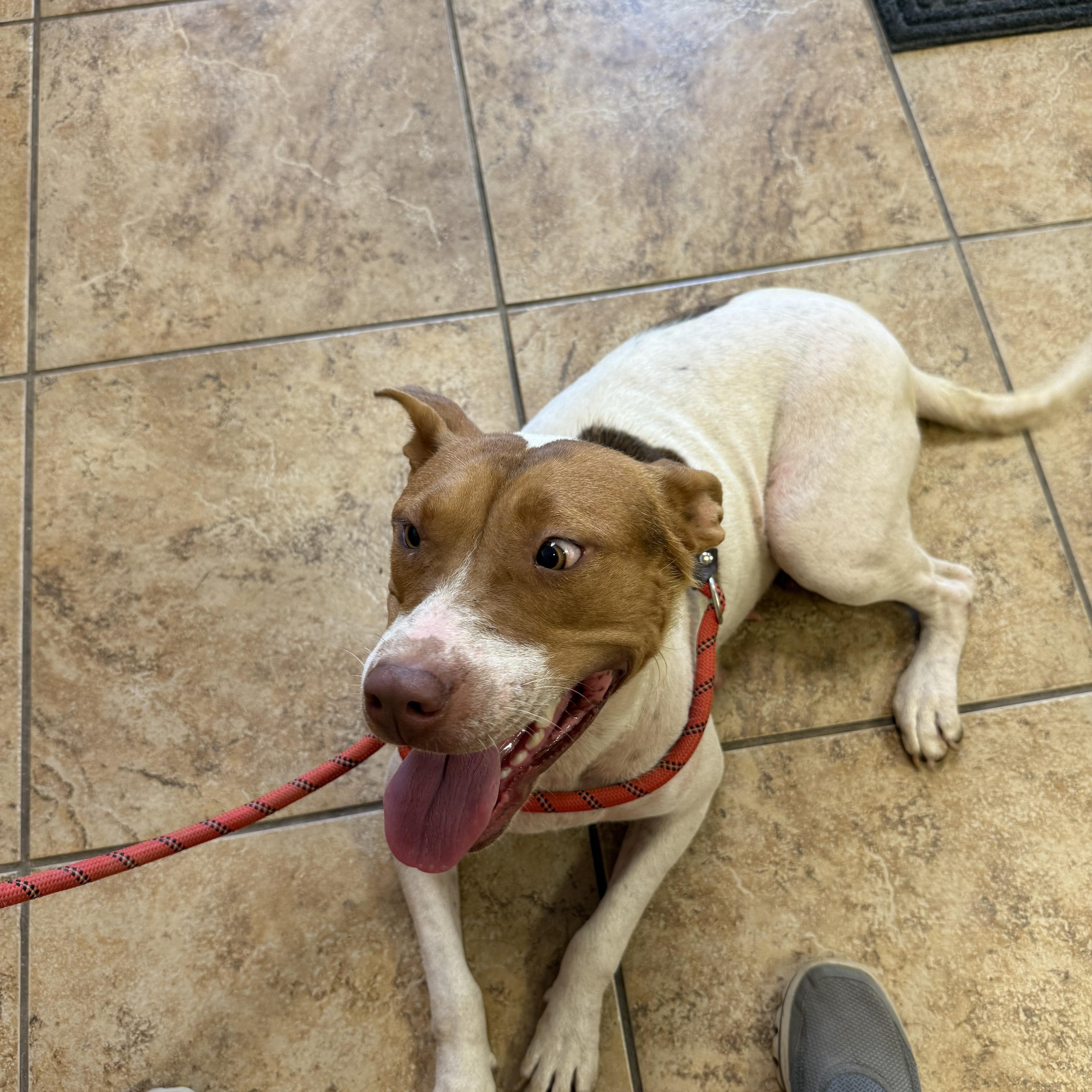 Enlarge Mama Shug, a Adoptable mixed breed in Fredericksburg, VA image 3/5